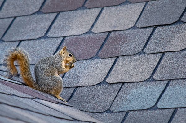Kenosha Wildlife Removal