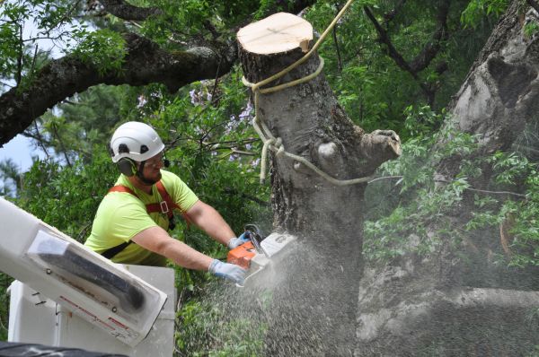 Kenosha Tree Trimming